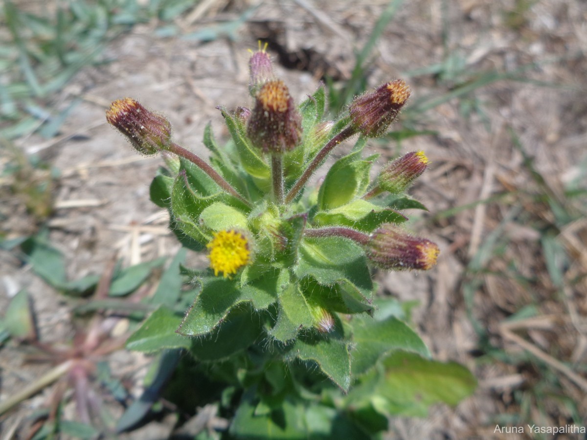 Blumea bifoliata (L.) DC.